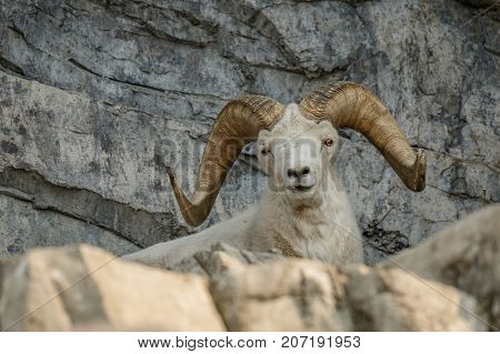 White endangered Dall Sheep in canadian zoo