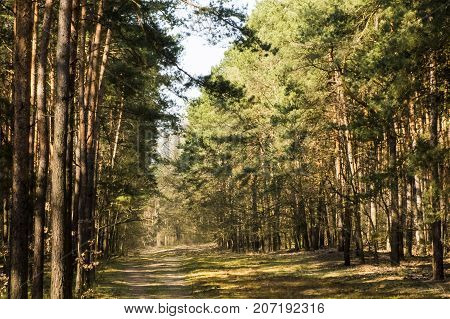 Spring road  in Kampinos National Park, Poland