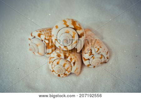 seven or a set of several different shells on a white sand