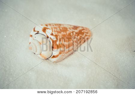 one interesting shell on the white sand