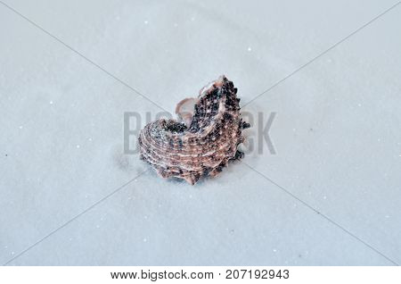 one interesting shell on the white sand