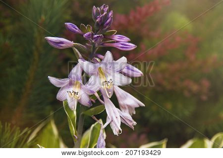 Buds of pink lily flowers on a bush in the garden on a sunny summer day