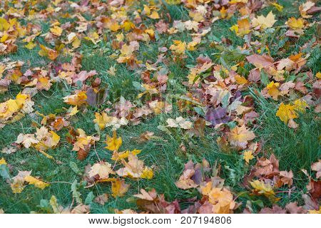 fallen autumn leaves on grass in sunny morning light, toned photo