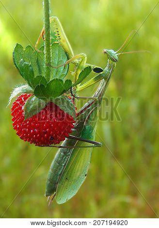 praying mantis in strawberry in beauty green garden