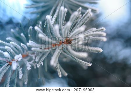 Branch of blue fir-tree blue green white Colorado blue spruce Picea pungens covered with hoarfrost. New Year's Bekraund. Place for a copy-paste.