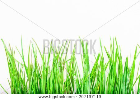 close-up of green grass isolated on white background with copy space. macro spring and summer border template floral.