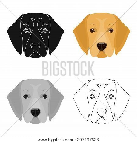 A dog breed, a golden retriever.Muzzle of the Golden Retriever single icon in cartoon style vector symbol stock illustration .