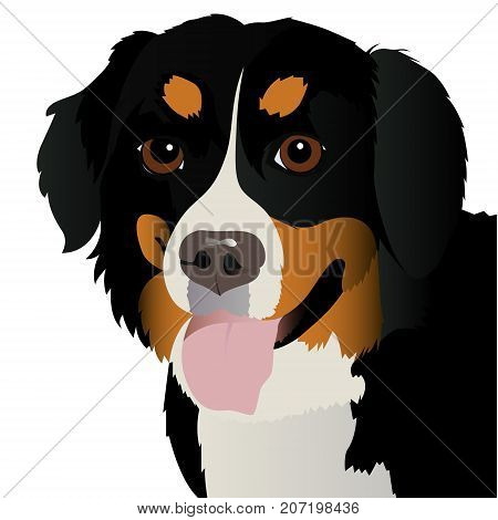 Bernese mountain dog close up vector illustration