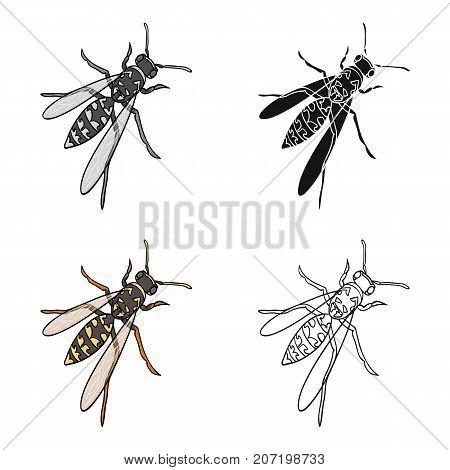 Wasp, hymenopteran insect.Wasp, stinging insect single icon in cartoon style vector symbol stock isometric illustration .