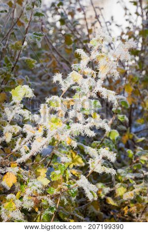 Frozen bush leaves at cold autumn day