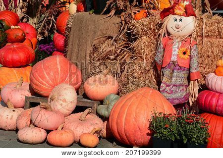 A pumpkin display with a raggedy Anne doll set up at the farmers market during Thanksgiving.