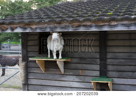 white goat standing on plattform from wood house in animal farm outside park