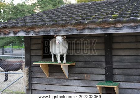 white goat standing on plattform from wood house in animal farm outside park