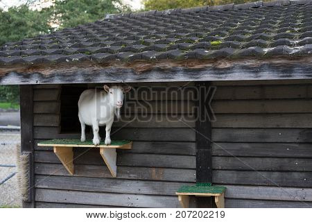 white goat standing on plattform from wood house in animal farm outside park