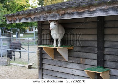 white goat standing on plattform from wood house in animal farm outside park