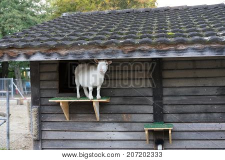 white goat standing on plattform from wood house in animal farm outside park
