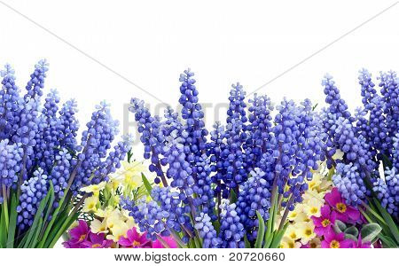 Blue Yellow Magenta Flowers Background