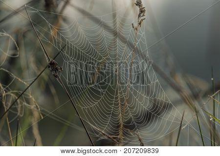 Silver cobweb near Horni Bahnak pond in autumn fog morning