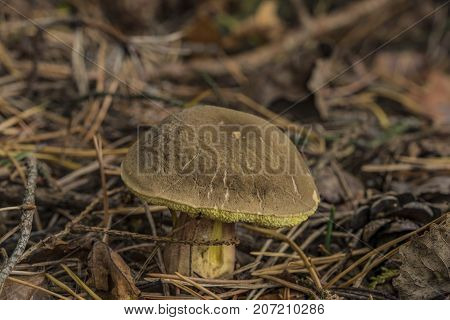 Xerocomellus chrysenteron mushroom in needles forest in south Bohemia
