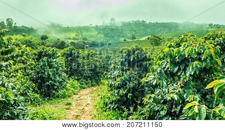 This image shows a coffee plantation in Jerico Colombia in the state of Antioquia.