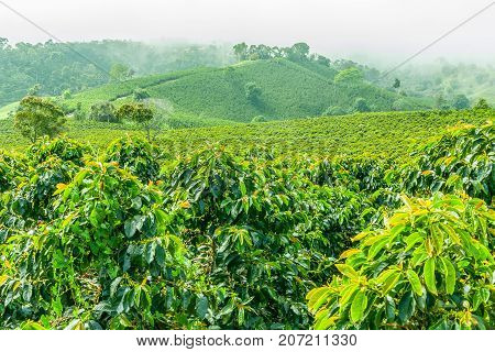 This image shows a coffee plantation in Jerico Colombia in the state of Antioquia.