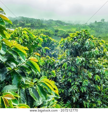 This image shows a coffee plantation in Jerico Colombia in the state of Antioquia.