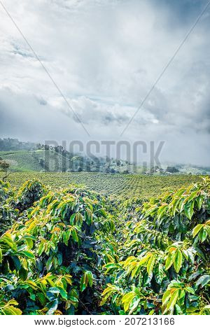 This image shows a coffee plantation in Jerico Colombia in the state of Antioquia.