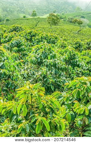 This image shows a coffee plantation in Jerico Colombia in the state of Antioquia.