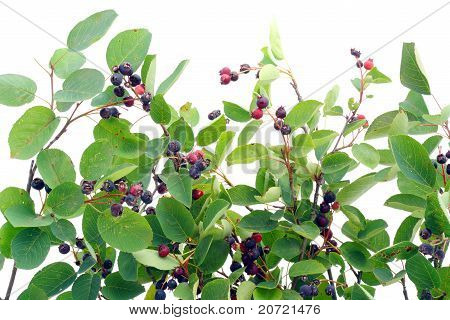 Bush karkurit 