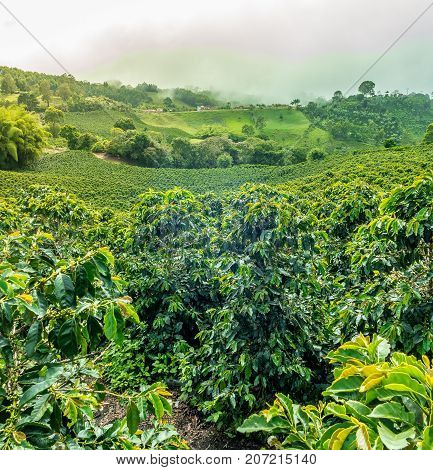 This image shows a coffee plantation in Jerico Colombia in the state of Antioquia.