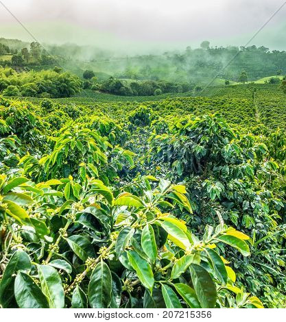 This image shows a coffee plantation in Jerico Colombia in the state of Antioquia.