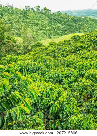 This image shows a coffee plantation in Jerico Colombia in the state of Antioquia.