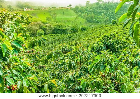 This image shows a coffee plantation in Jerico Colombia in the state of Antioquia.
