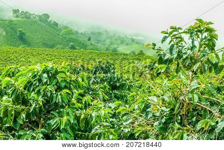This image shows a coffee plantation in Jerico Colombia in the state of Antioquia.