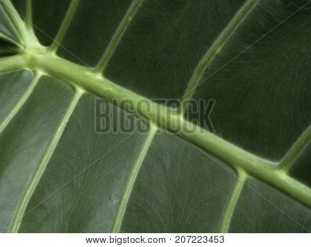 large vein structure of leaf close up