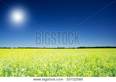 Golden raps felt Under blå himmel og solen.