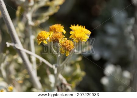 Silver Ragwort (jacobaea Maritima)