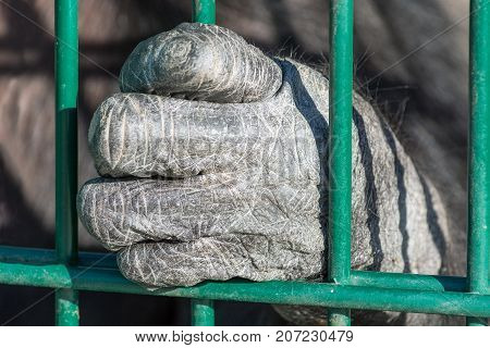 Hand of a monkey chimpanzee behind bars. Lonely Animal in captivity.