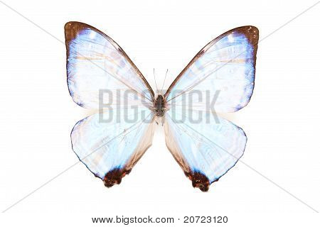 Schwarze und blaue Schmetterling Morpho Sulkowsky isoliert auf weißem Hintergrund