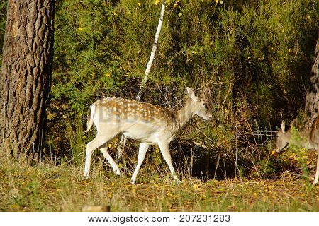 Magnificent dain which walks in the forest.