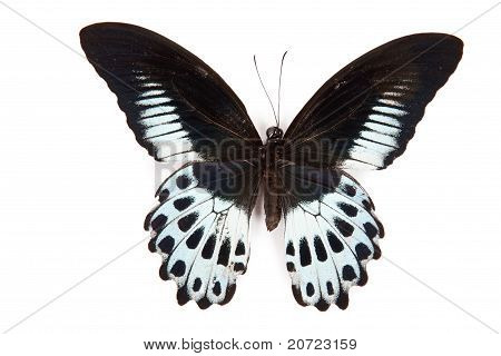 Preta e azul borboleta Papilio Polymnestor isolado no fundo branco
