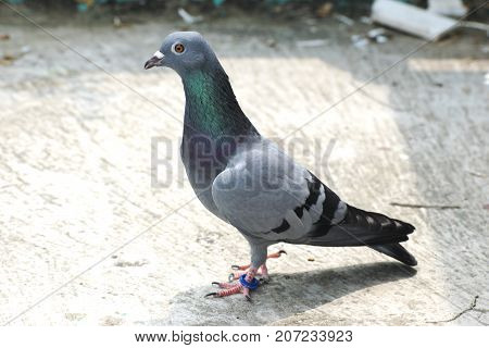 bird pigeon sitting standing on roof green blue bar racer homing game pet