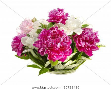 Peonies