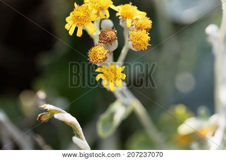 Silver Ragwort (jacobaea Maritima)