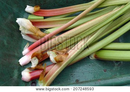 Rhubarb