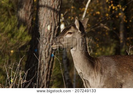 Magnificent deer with a grey coat in the forest.