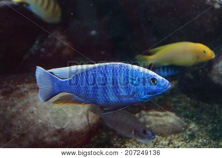 A fish which swims in a beautiful aquarium.