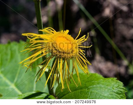 Blooming Telekia Speciosa yellow flower macro selective focus shallow DOF.