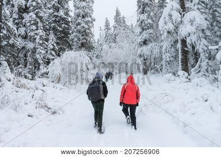 Group of some people on winter hike in mountains, backpackers walking on snowy forest in Taiga.