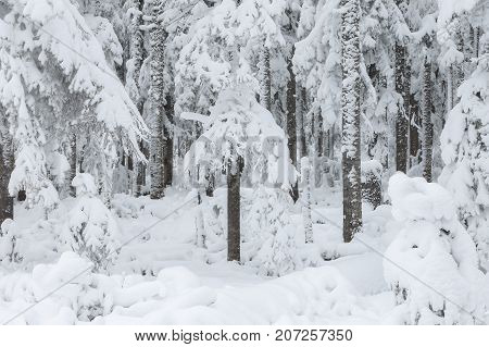 frosty pine trees on the background of taiga forest and hills under snowy sky.